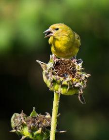 小小鸟福利在线